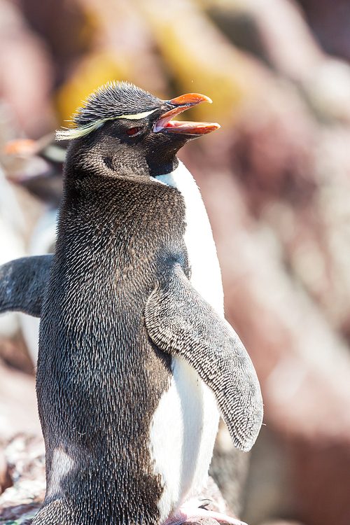 Rockhopper penguin in Argentina