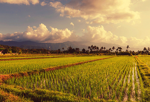 Rice terrace in Indonesia