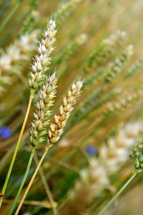 wheat crops plant endless field in summer day