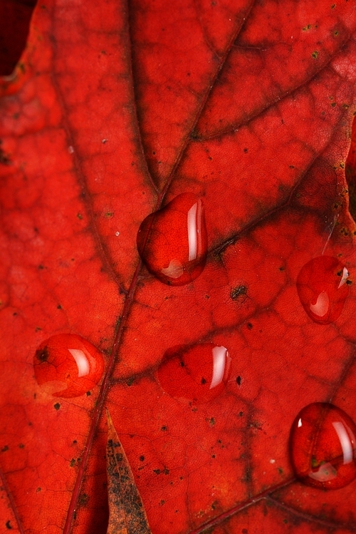 Autumn wet colorful leaves  of maple. texture