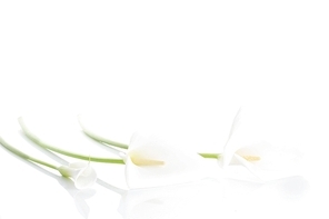 Three white  calla lilies  isolated close up