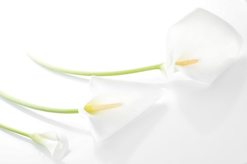 Three white  calla lilies  isolated close up