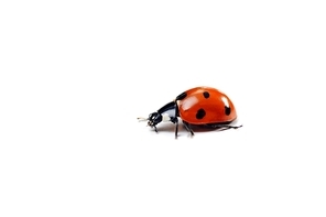 Seven-spotted ladybug isolated on  white. close up