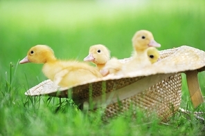 three cute fluffy  ducklings sitting in straw hat