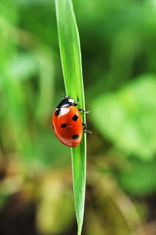 Red ladybird with seven black dots climbing along the blade of  green grass