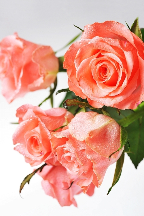 Bunch of pink roses  isolated  close up