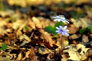 blue flower in spring forest