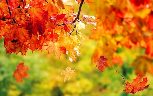 beautiful colorful autumn  leaves in the park