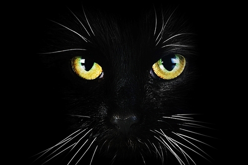 Close up portrait of  black cat
