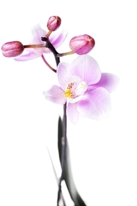 Flowers of  beautiful orchid  isolated
