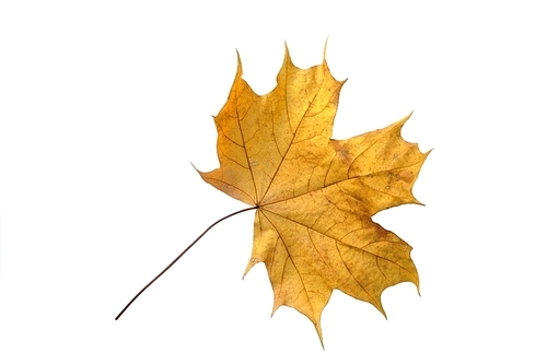 beautiful autumn colour leaf isolated on white