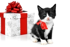 small cute kitten near gift box