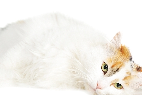 white cat with russet  stains  isolated