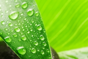 green leaf|grey stone and water drop close upgreen leaf and water drop close up