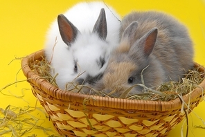 small rabbits isolated on yellow background