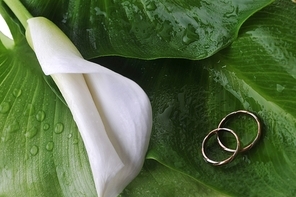 white  calla lily and wedding rings on green leaves close up
