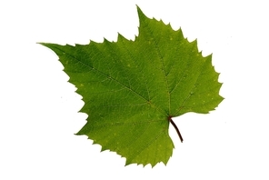 Brightly green leaf on white background