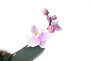 Flowers of  beautiful orchid  isolated