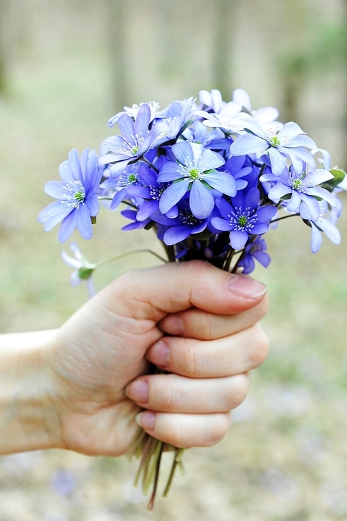 Woman holding  blossoming blue Hepatica
