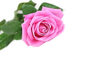 beautiful pink rose isolated close up