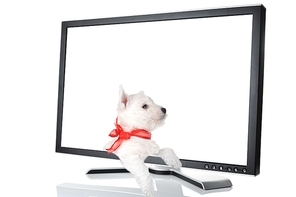 cute puppy in black monitor on white background