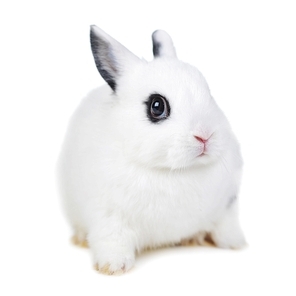 Small beautiful rabbit  on  white background