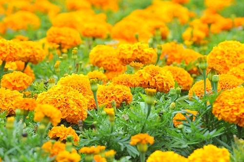 Sunny orange marigolds on  large flower bed in  city park