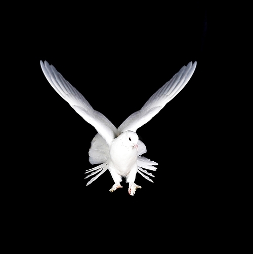 Beautiful white pigeon and female hand close up