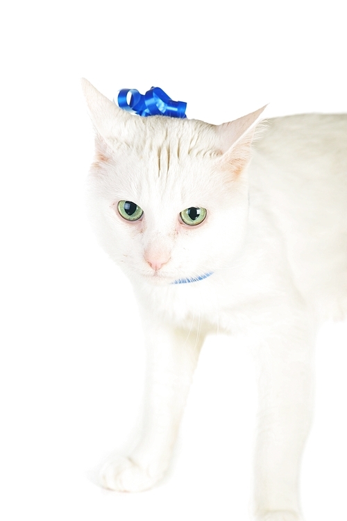 cute white domestic cat  with  blue ribbon isolated