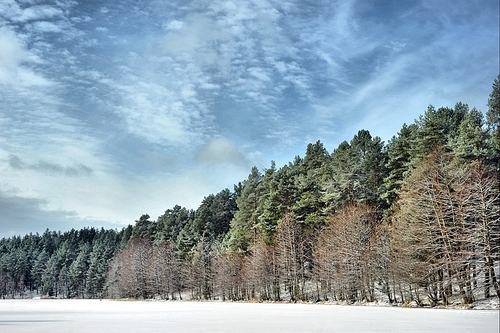 Winter day in  forest and blue sky landscape
