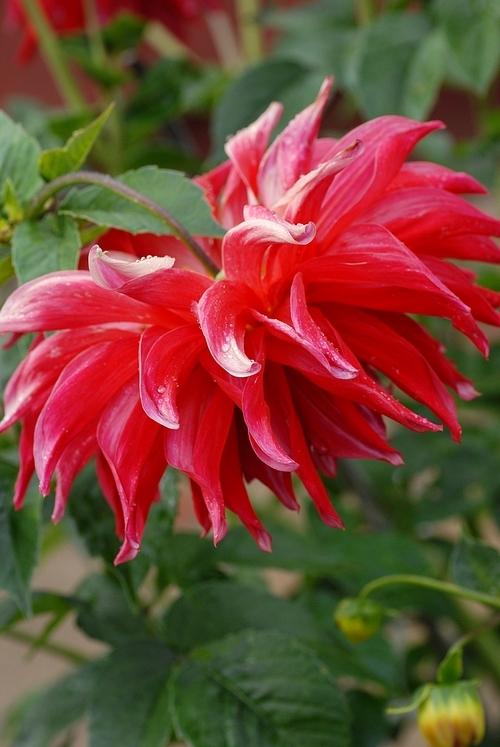 Red dahlia with green leaves