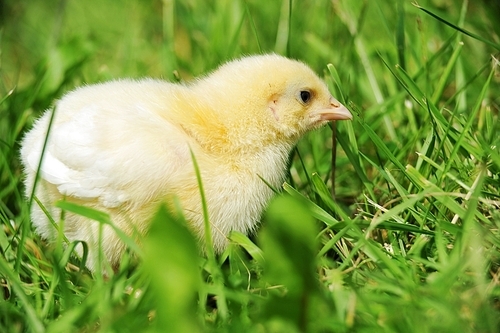 4 days old  chick  exploring green grass