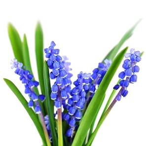 blue hyacinths blooming in spring