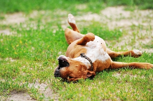 big brown dog plays on  lawn