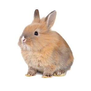 brown  fluffy rabbit sits isolated