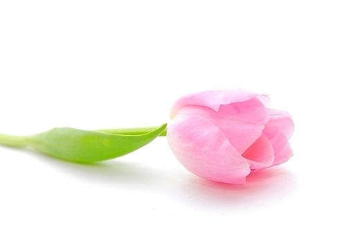 pink tulip isolated on white