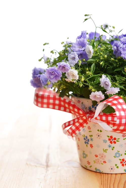 blue campanula flowers in flower pot