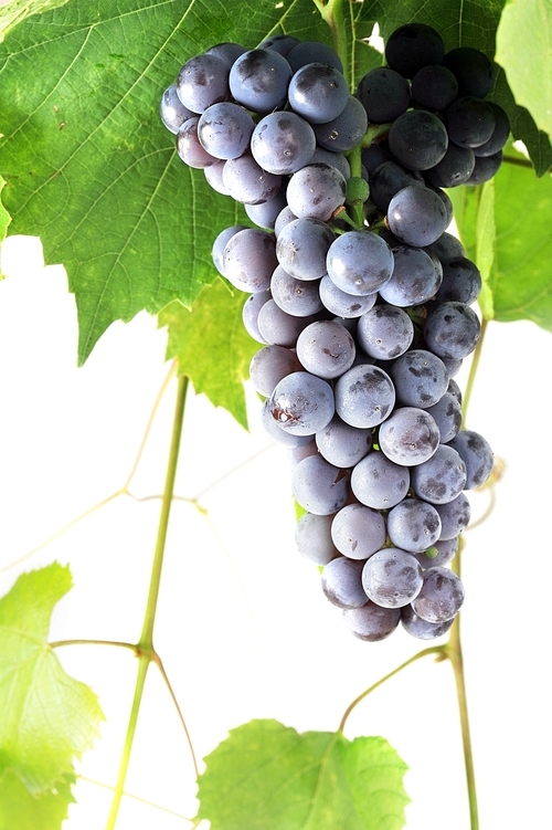 cluster fresh grape  with leaves|isolated