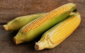 Fresh ear of corn with green leaves isolated
