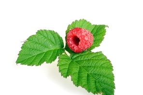 Ripe red raspberry with green leaves close up