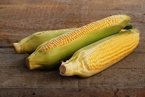 Fresh ear of corn with green leaves isolated