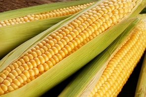corn cob between green leaves