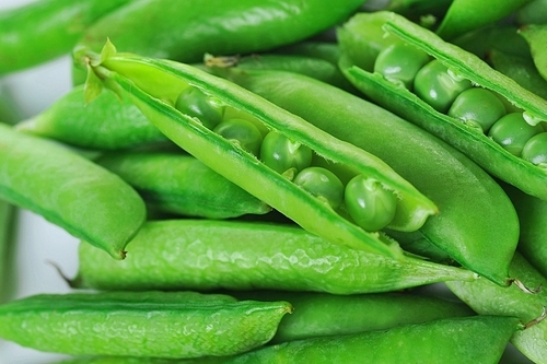 Freshly picked sweet  green peas.  peas in open pods