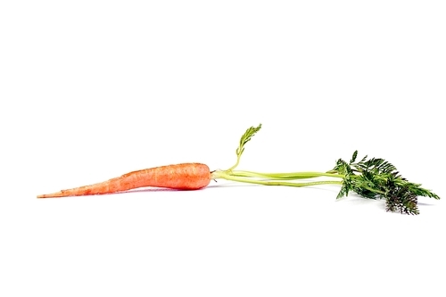 one fresh carrot with leaves  on white background