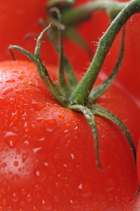 fresh tomato with water drops close up
