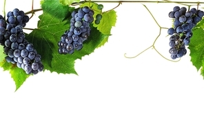 cluster fresh grape  with leaves|isolated