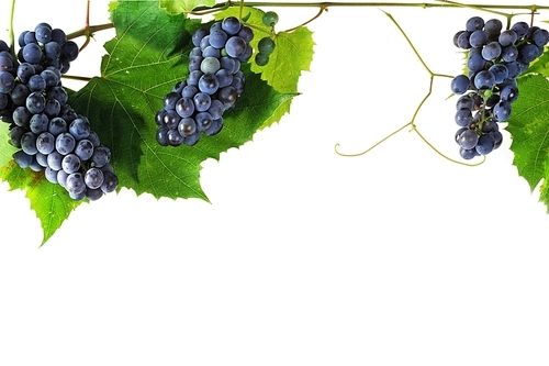 cluster fresh grape  with leaves|isolated