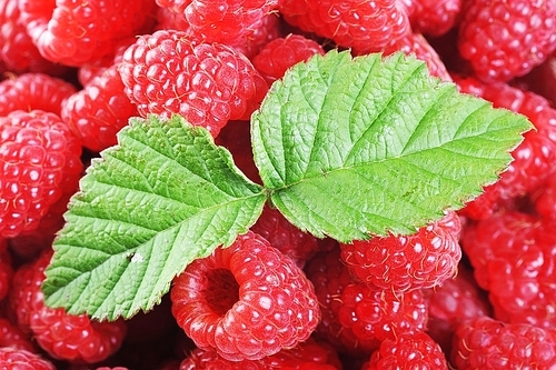 Ripe red raspberries with green leaves close up