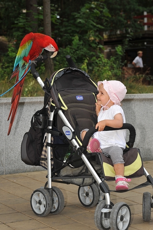 small girl and parrot
