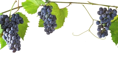 cluster fresh grape  with leaves|isolated